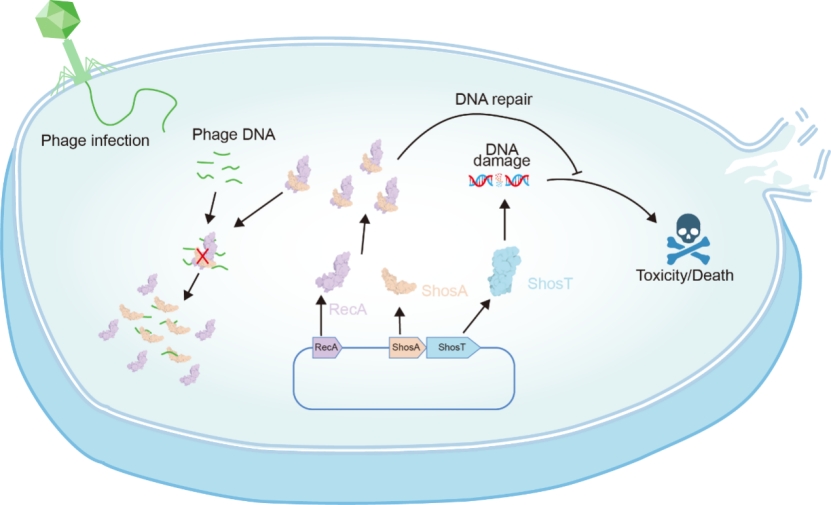 Publication in Nucleic Acids Research by Prof. Faxiang Li's team ...